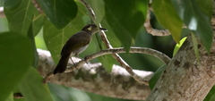 Lichmera argentauris