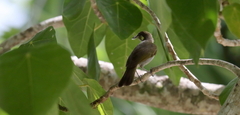 Lichmera argentauris