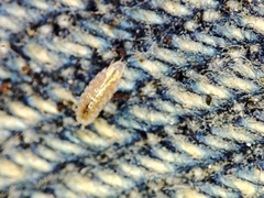 Trichoniscus pygmaeus