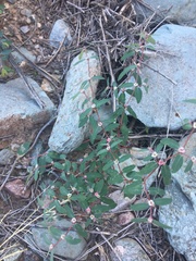 Euphorbia pediculifera
