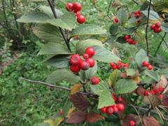 Cotoneaster reticulatus