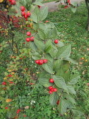 Cotoneaster reticulatus