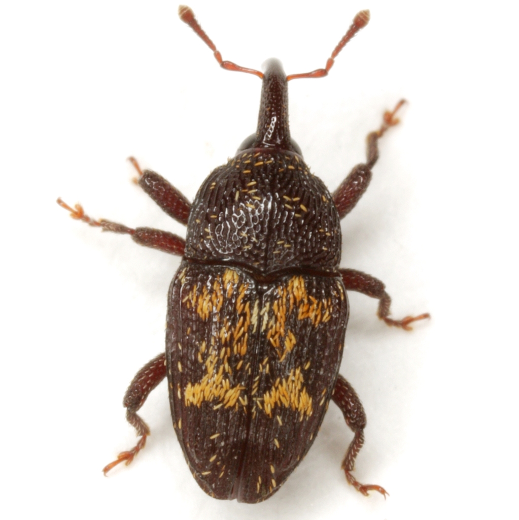 Glyptobaris