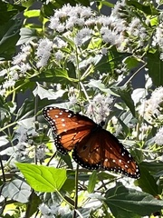 Danaus gilippus