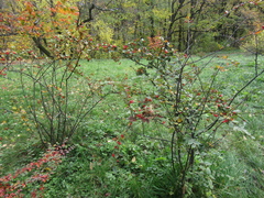 Cotoneaster reticulatus