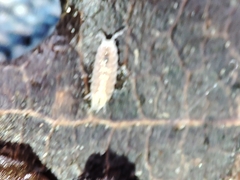 Trichoniscus pygmaeus