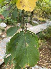 Hamamelis