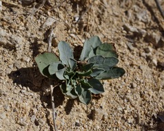 Caulanthus crassicaulis