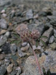 Trifolium saxatile