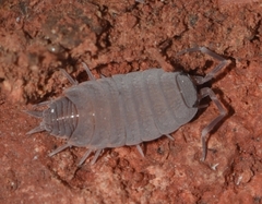 Porcellionides pruinosus
