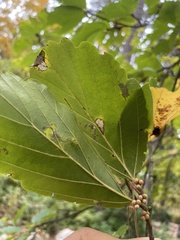 Hamamelis
