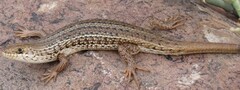 Trachylepis capensis