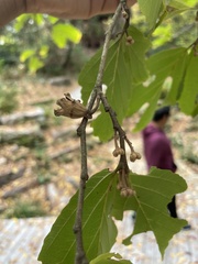 Hamamelis