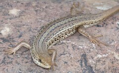 Trachylepis capensis