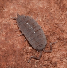 Porcellionides pruinosus