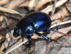 Trypocopris vernalis