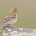 Cinereous Bunting - Photo (c) Paul Cools, some rights reserved (CC BY-NC), uploaded by Paul Cools