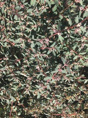 Euphorbia pediculifera