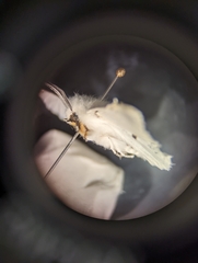 Arctiinae