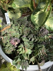 Callisia navicularis