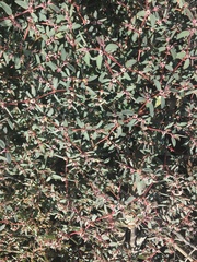 Euphorbia pediculifera
