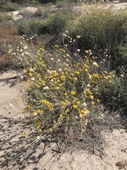 Baileya multiradiata
