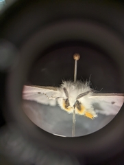 Arctiinae