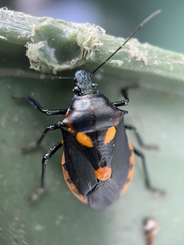 Florida Predatory Stink Bug photo 3
