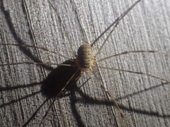 Amilenus aurantiacus