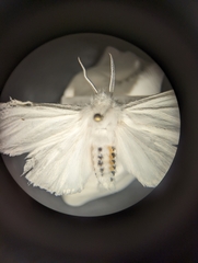 Arctiinae