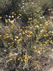Baileya multiradiata