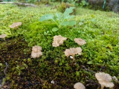 Arrhenia rickenii