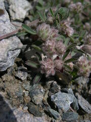 Trifolium saxatile