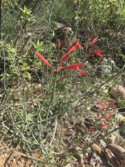 Justicia californica