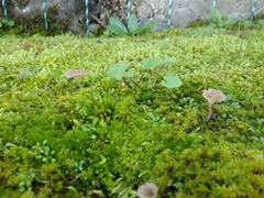 Arrhenia rickenii