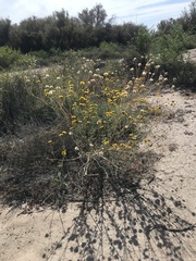 Baileya multiradiata