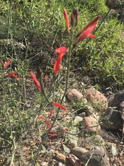 Justicia californica