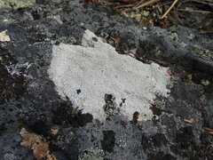 Lecanora rupicola
