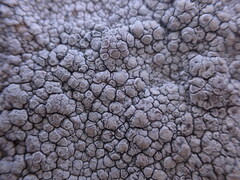 Lecanora rupicola