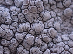Lecanora rupicola