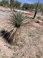 Yucca rigida