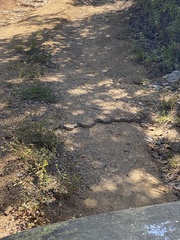 Pituophis lineaticollis