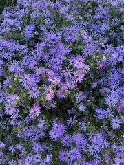 Symphyotrichum oblongifolium