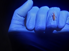 Polytoxus sanguineus