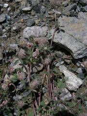 Trifolium saxatile
