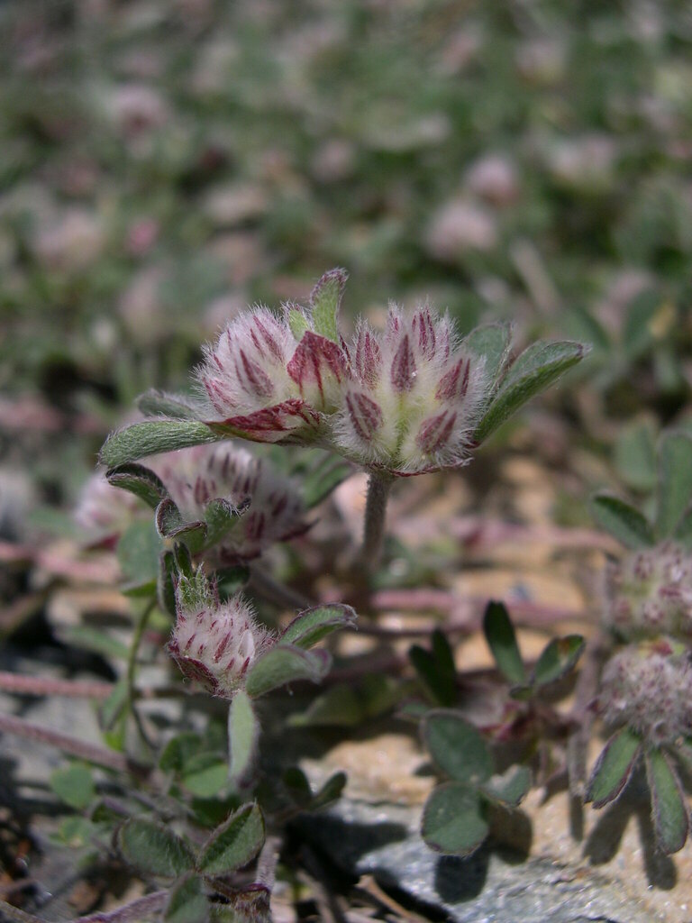 Trifolium saxatile