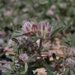 Trifolium saxatile - Photo (c) Konrad and Roland Greinwald, some rights reserved (CC BY-NC), uploaded by Konrad and Roland Greinwald