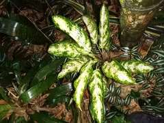 Aglaonema