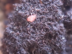 Cephaloziella