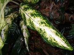 Aglaonema